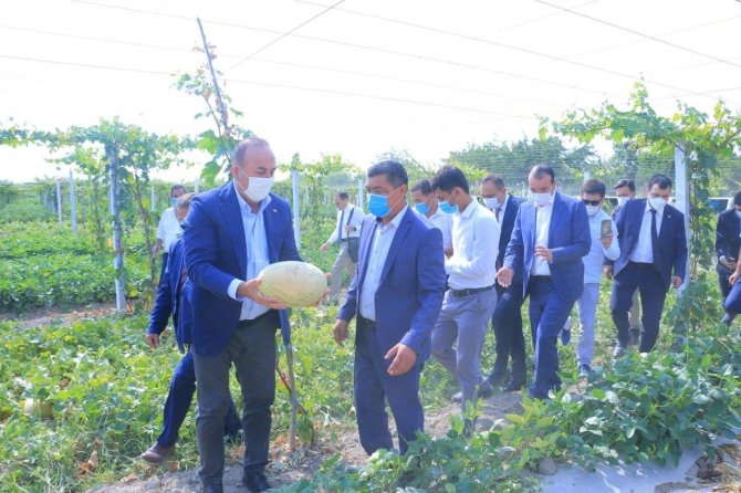 Çavuşoğlu, Özbekistan’da Tarladan Kavun Ve Karpuz Topladı