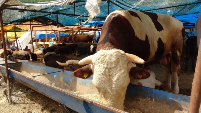 Kurban Pazarının ’Paşa’sı Alıcısını Bekliyor