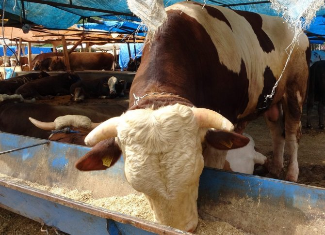 Kurban Pazarının ’Paşa’sı Alıcısını Bekliyor