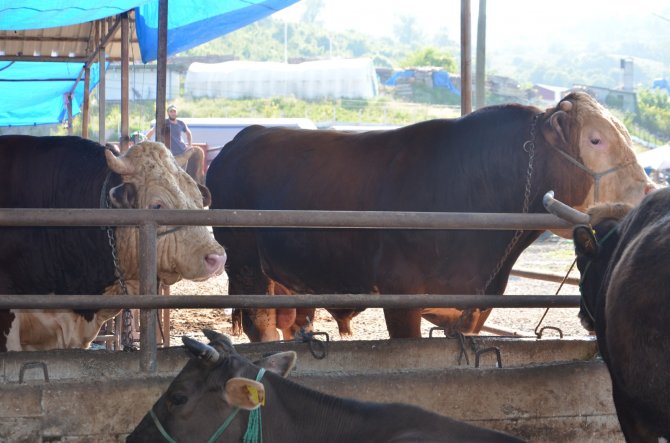 İ̇kiz Boğalar Pazarın Gözdesi Oldu