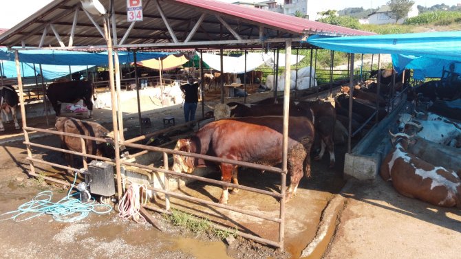 İ̇kiz Boğalar Pazarın Gözdesi Oldu