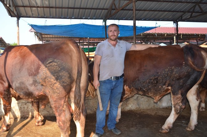 İ̇kiz Boğalar Pazarın Gözdesi Oldu