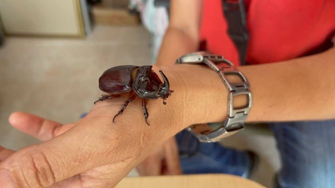 Boynuzlu Gergedan Böceğine Gözü Gibi Bakıyor