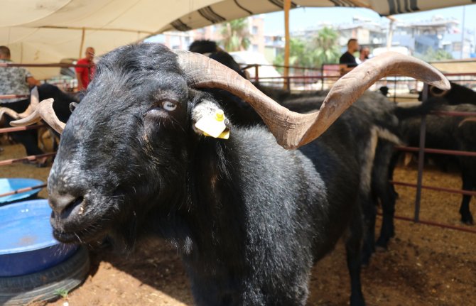 160 Kilogramlık Honamlı Keçileri Kurban Pazarının Gözdesi Oldu