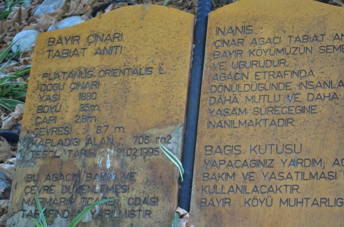 Bayır Mahallesi’nin Simgesi Çınar Ağacı Asırlara Meydan Okuyor