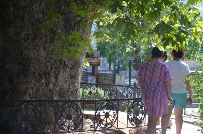 Bayır Mahallesi’nin Simgesi Çınar Ağacı Asırlara Meydan Okuyor