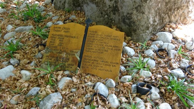 Bayır Mahallesi’nin Simgesi Çınar Ağacı Asırlara Meydan Okuyor