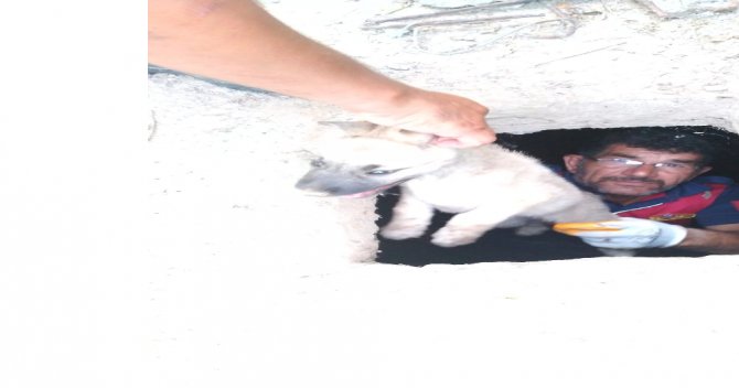Iğdır’da Foseptik Çukuruna Düşen Yavru Köpek Kurtarıldı