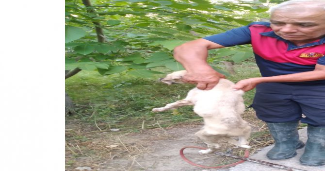 Iğdır’da Foseptik Çukuruna Düşen Yavru Köpek Kurtarıldı