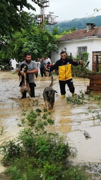 Selde Sokak Hayvanları Boğulmaktan Böyle Kurtarıldı