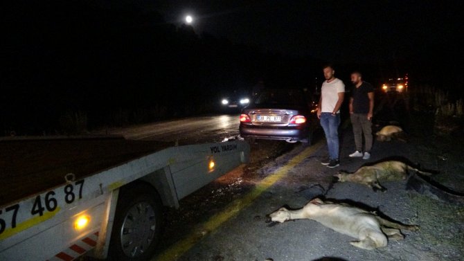 Kayseri’de Sürüye Dalan Otomobilin Sürücüsü Yaralandı, 13 Koyun Telef Oldu