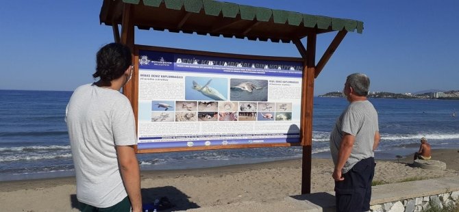 Kuşadası Sahillerine Caretta Carettalar Yuva Yaptı