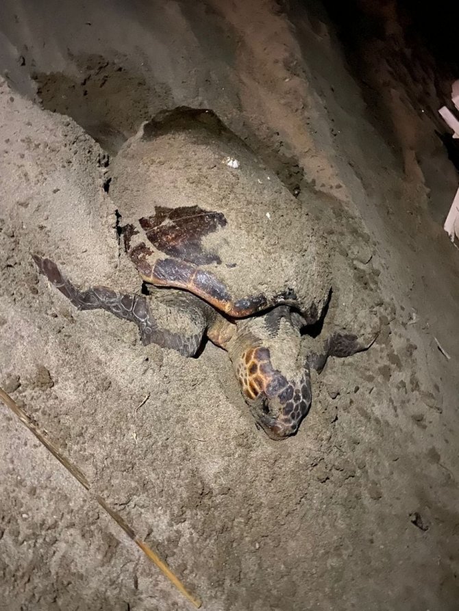 Kuşadası Sahillerine Caretta Carettalar Yuva Yaptı