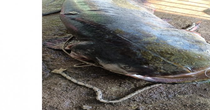Oltayla 70 Kiloluk Yayın Balığı Yakaladı