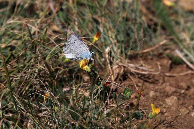 Kelebek Gözlemcisi Ve Fotoğraf Sanatçısı Yalçın: "Gümüşhane’de Kelebek Popülasyonu Yok Oluşun Eşiğinde"