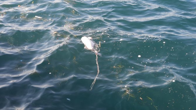 Tarabya’da İçler Acıtan Görüntü: Ölü Yavru Yunus Kıyıya Vurdu