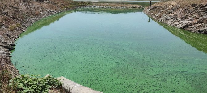Sazlıbosna Gölü Tehlike Saçıyor, Gölün Rengi Yeşile Döndü