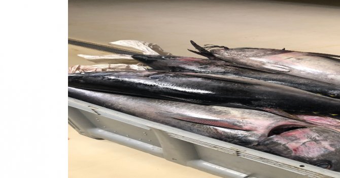 Beylikdüzü’nde Yasak Dönemde Avlanan Bin 600 Kilo Orkinos Balığına El Konuldu