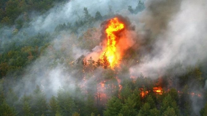 Dünya Genelinde Çıkan Yangınlarda Milyonlarca Hektar Ormanlık Alan Yandı