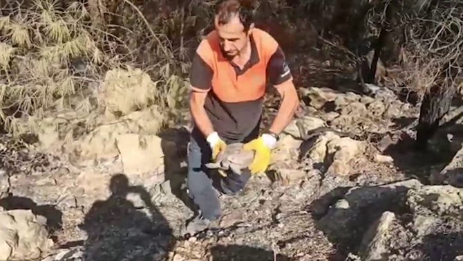 Antalya’da Yangın Söndürme Çalışmasına Destek Veren Ekipler, Yaralı Kaplumbağanın Hayatını Kurtardı
