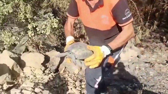 Antalya’da Yangın Söndürme Çalışmasına Destek Veren Ekipler, Yaralı Kaplumbağanın Hayatını Kurtardı