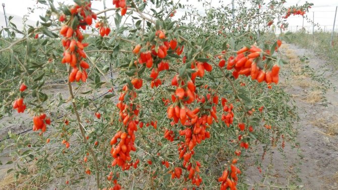 Faydası Saymakla Bitmeyen Goji Berry Gürün’de Yetiştiriliyor