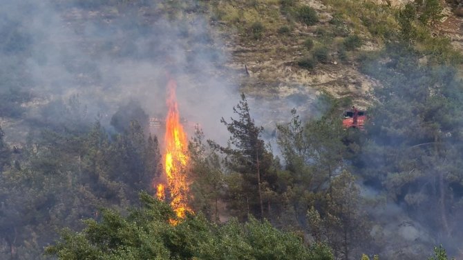 Karabük’te Ormanlık Alanda Yangın Çıktı