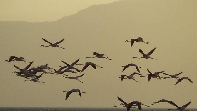 Van Gölü Havzası’nın Narin Kuşları Flamingolar Görsel Şölen Sunuyor