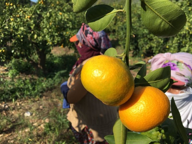 Vitamin Deposu Narenciyede Rekolte Düşüşte