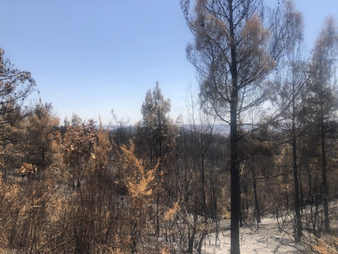 Adana’da 4 Bin 150 Hektar Orman Alanı Zarar Gördü