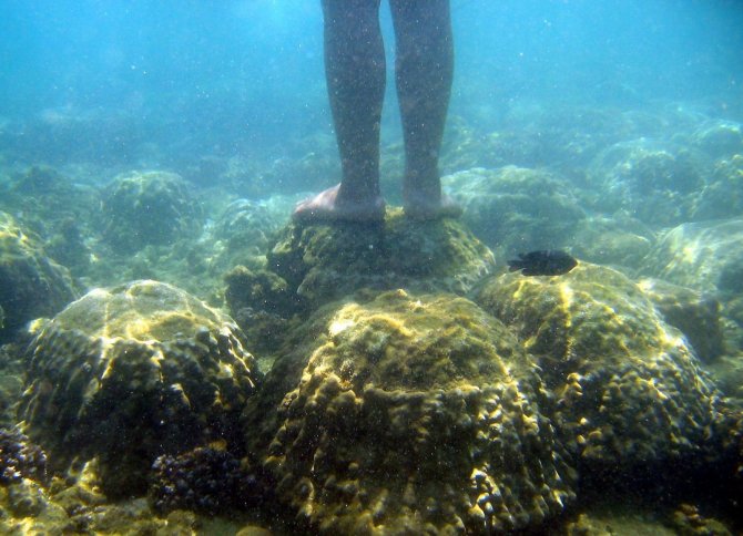 Tayland’dan Mercanlara Zarar Veren Kimyasal İçerikli Güneş Kremlerine Yasak
