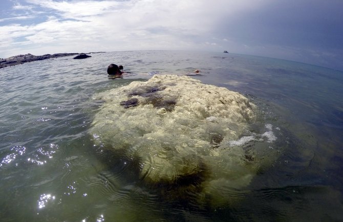 Tayland’dan Mercanlara Zarar Veren Kimyasal İçerikli Güneş Kremlerine Yasak