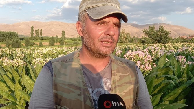 Tütün Hasadı Başladı