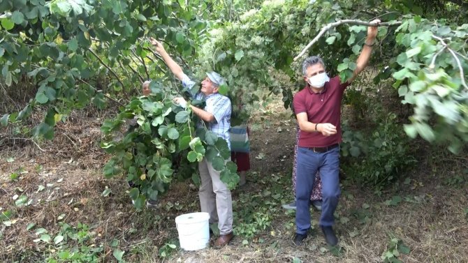 Doğu Karadeniz’de Fındık Hasadı Başladı