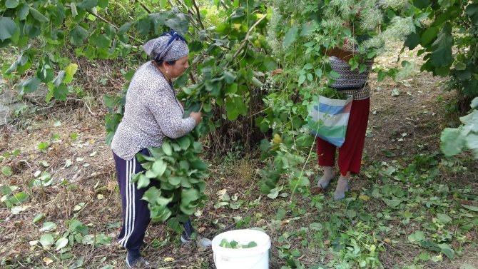Doğu Karadeniz’de Fındık Hasadı Başladı