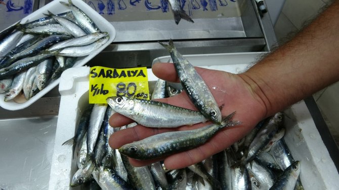 Çanakkale’de Sardalyanın Kilosu 80, Tanesi İse 3 Lira Oldu