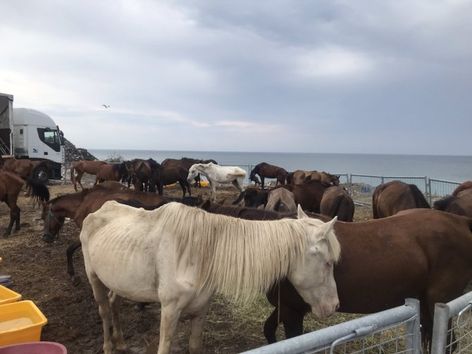 Hopa’da Bir Tır Dorsesinde Ölüme Terk Edilen Atlar İçin Gönüllüler Seferber Oldu