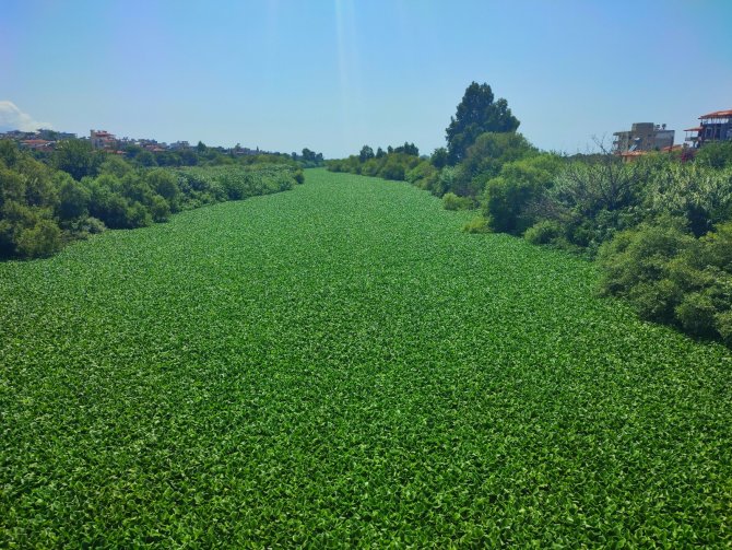Hatay’da Su Sümbülleri Asi Nehri’ni İstila Etti