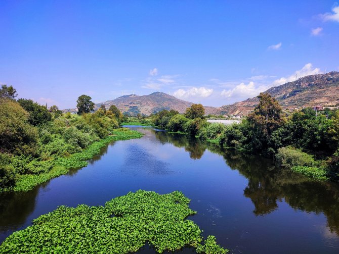 Hatay’da Su Sümbülleri Asi Nehri’ni İstila Etti