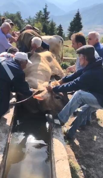 Artvin’de Su Yalağına Düşen İneği Böyle Kurtardılar