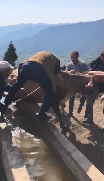 Artvin’de Su Yalağına Düşen İneği Böyle Kurtardılar