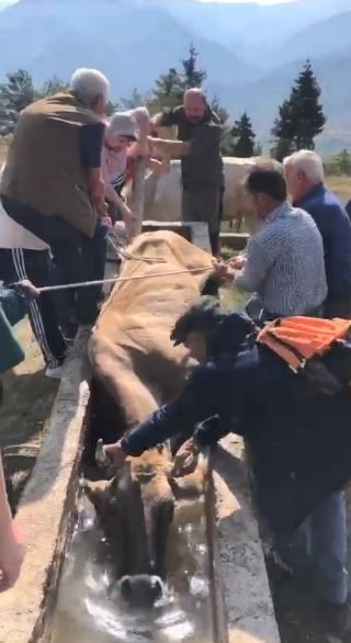 Artvin’de Su Yalağına Düşen İneği Böyle Kurtardılar