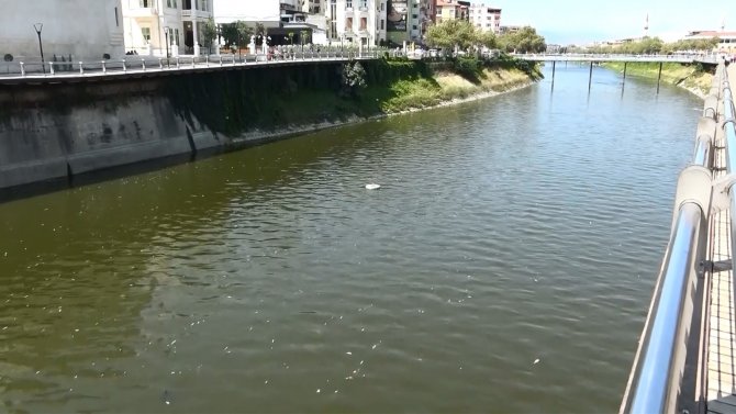 Asi Nehri’nde Balık Ölümleri