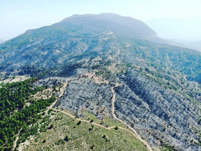 Yanan Ormanlar İçin Ağaçlandırma Projesi Başladı