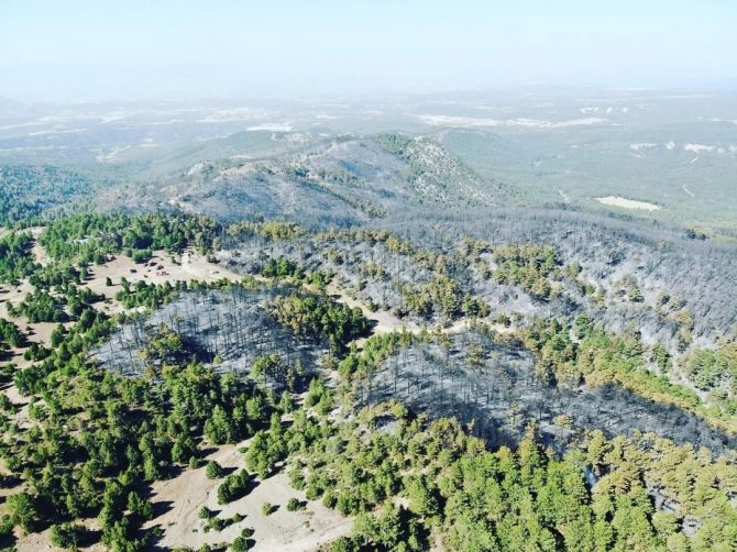 Yanan Ormanlar İçin Ağaçlandırma Projesi Başladı