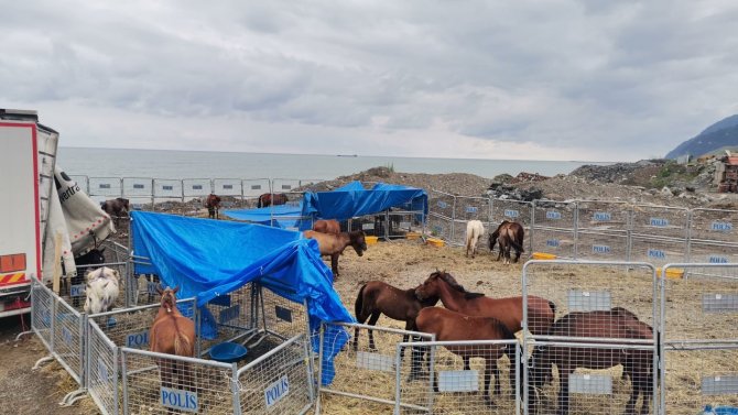 Artvin’de Bir Tırın Dorsesinde Ölüme Terk Edilen Atların Sahibine 35 Bin Lira Para Cezası Kesildi