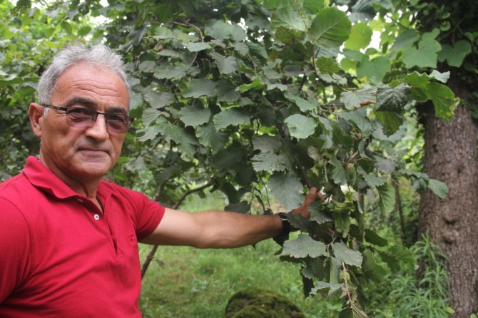 “Fındık Pazara İnmeden Fındık Fiyatı Açıklansın” Çağrısı