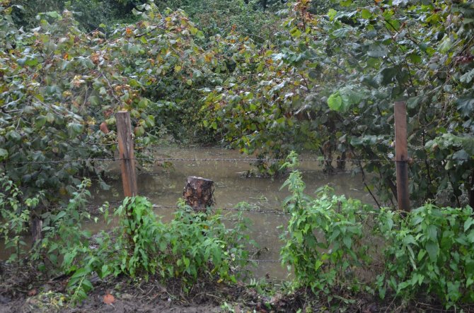 Ordu’da Sel Sonrası Sahil Çamura Büründü