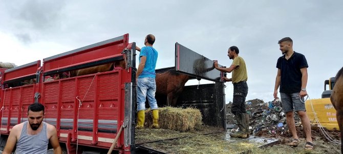 Artvin’de Bir Tırın Dorsesinde Ölüme Terk Edilen Atlar Yediemin Olarak Ardanuç İlçesinde Bir Çiftliğe Gönderildi