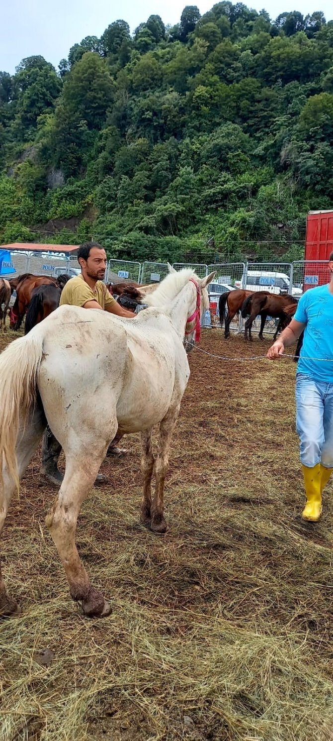 Artvin’de Bir Tırın Dorsesinde Ölüme Terk Edilen Atlar Yediemin Olarak Ardanuç İlçesinde Bir Çiftliğe Gönderildi